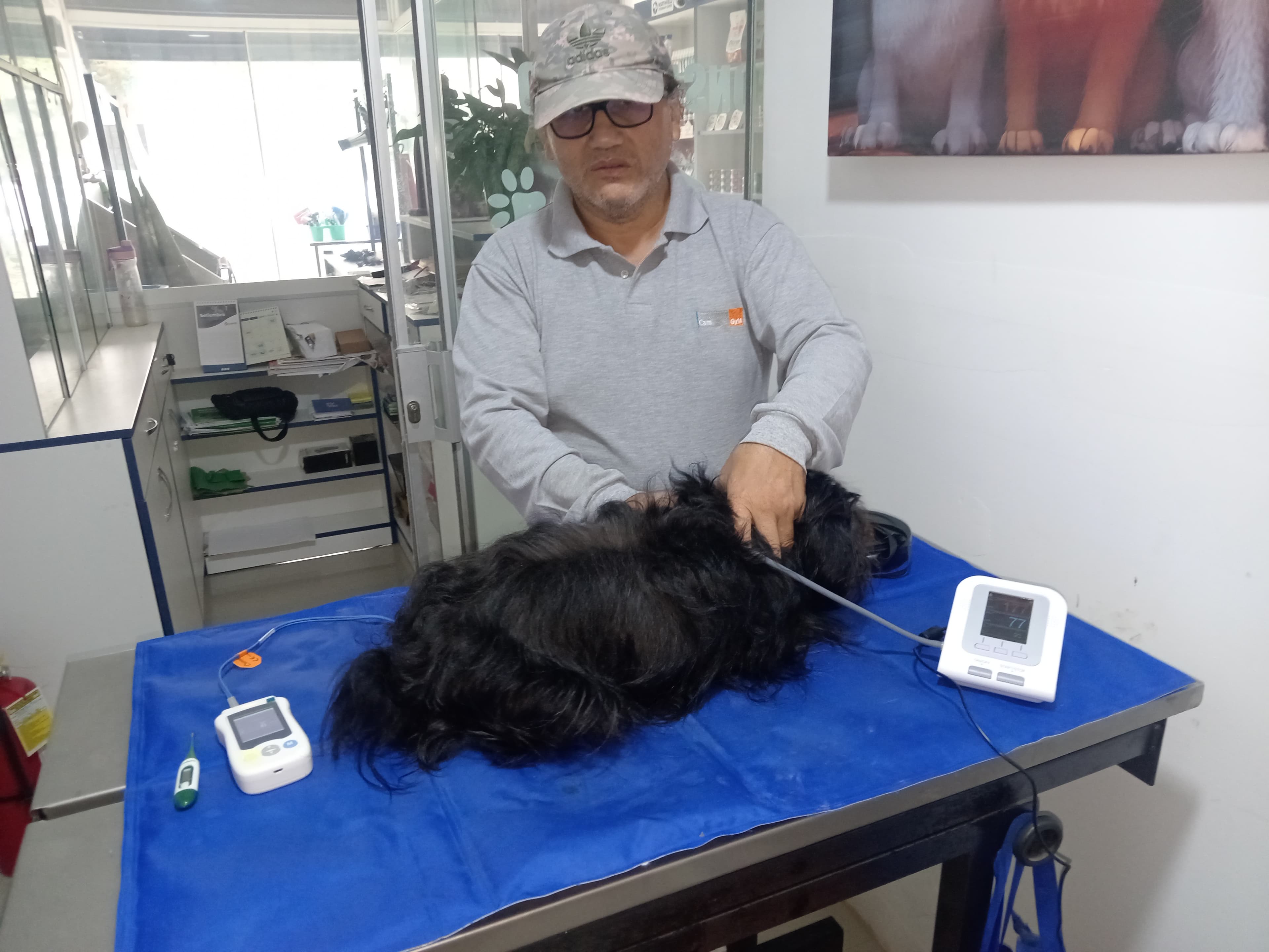 Perro de pelaje oscuro durante una evaluación, junto a una persona.